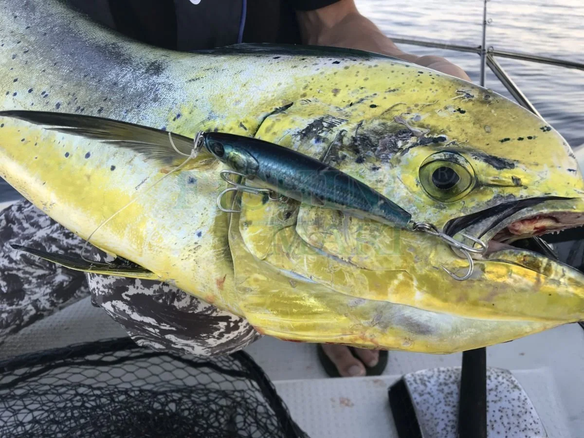 Little Jack Przynęty Forma Heads 105 4 Little Jack Przynęty Forma Heads 105 - obrazek 2