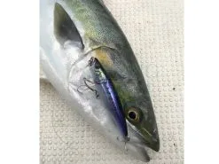 Little Jack Przynęty Forma Heads 105 10 Little Jack Przynęty Forma Heads 105 -Oferty Method Feeder Sklep przynety forma heads 105 ud