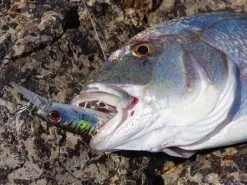 Savage Gear Przynęty Morskie Gravity Runner 5 Savage Gear Przynęty Morskie Gravity Runner -Oferty Method Feeder Sklep przynety morskie gravity runner bw