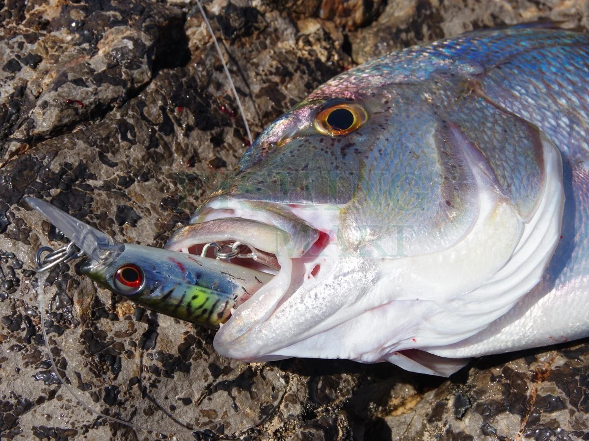 Savage Gear Przynęty Morskie Gravity Runner 4 Savage Gear Przynęty Morskie Gravity Runner - obrazek 2