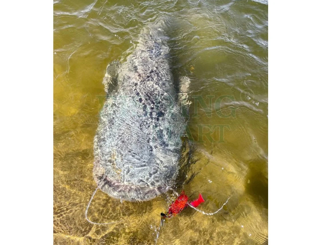 BLACK CAT Przynęty Sumowe Cat Chatter 4 BLACK CAT Przynęty Sumowe Cat Chatter - obrazek 2