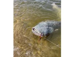 BLACK CAT Przynęty Sumowe Cat Chatter 8 BLACK CAT Przynęty Sumowe Cat Chatter -Oferty Method Feeder Sklep przynety sumowe cat chatter u4