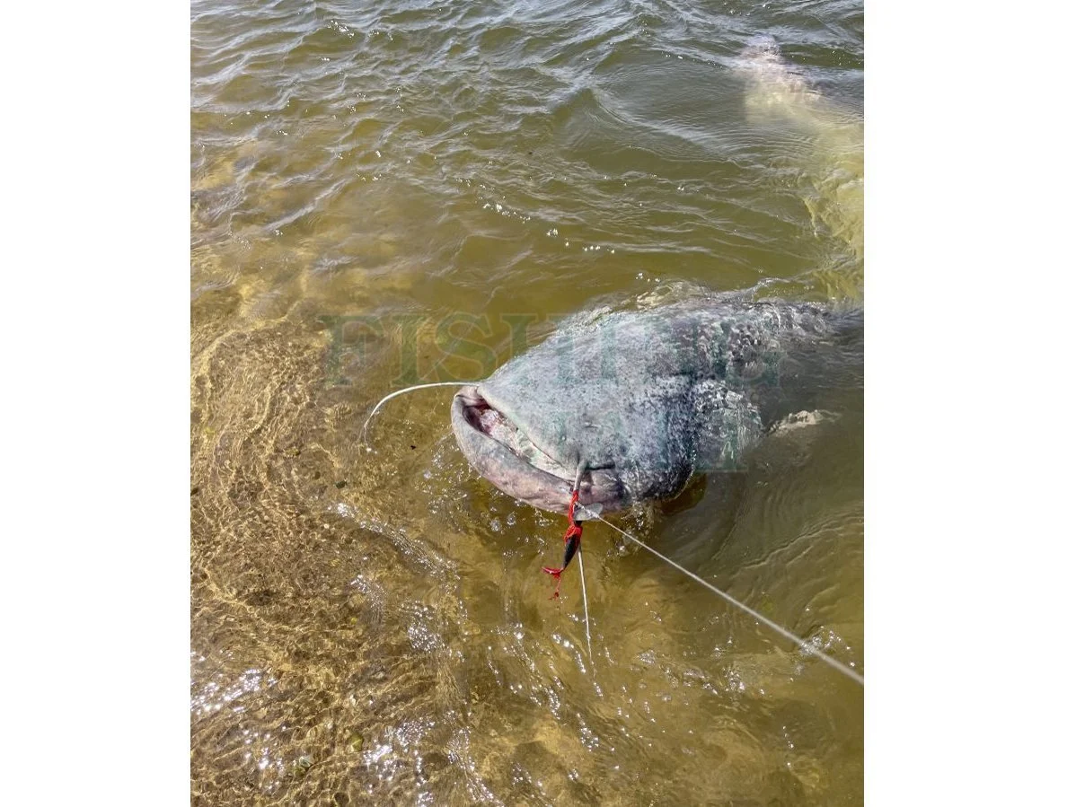 BLACK CAT Przynęty Sumowe Cat Chatter 5 BLACK CAT Przynęty Sumowe Cat Chatter - obrazek 3