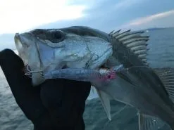 Little Jack Woblery Forma Gloss 90 8 Little Jack Woblery Forma Gloss 90 -Oferty Method Feeder Sklep woblery forma gloss 90 pk