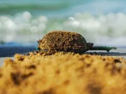 Osmo Innovation Baits Zanęta CsuperL -Oferty Method Feeder Sklep zaneta csuperl fs